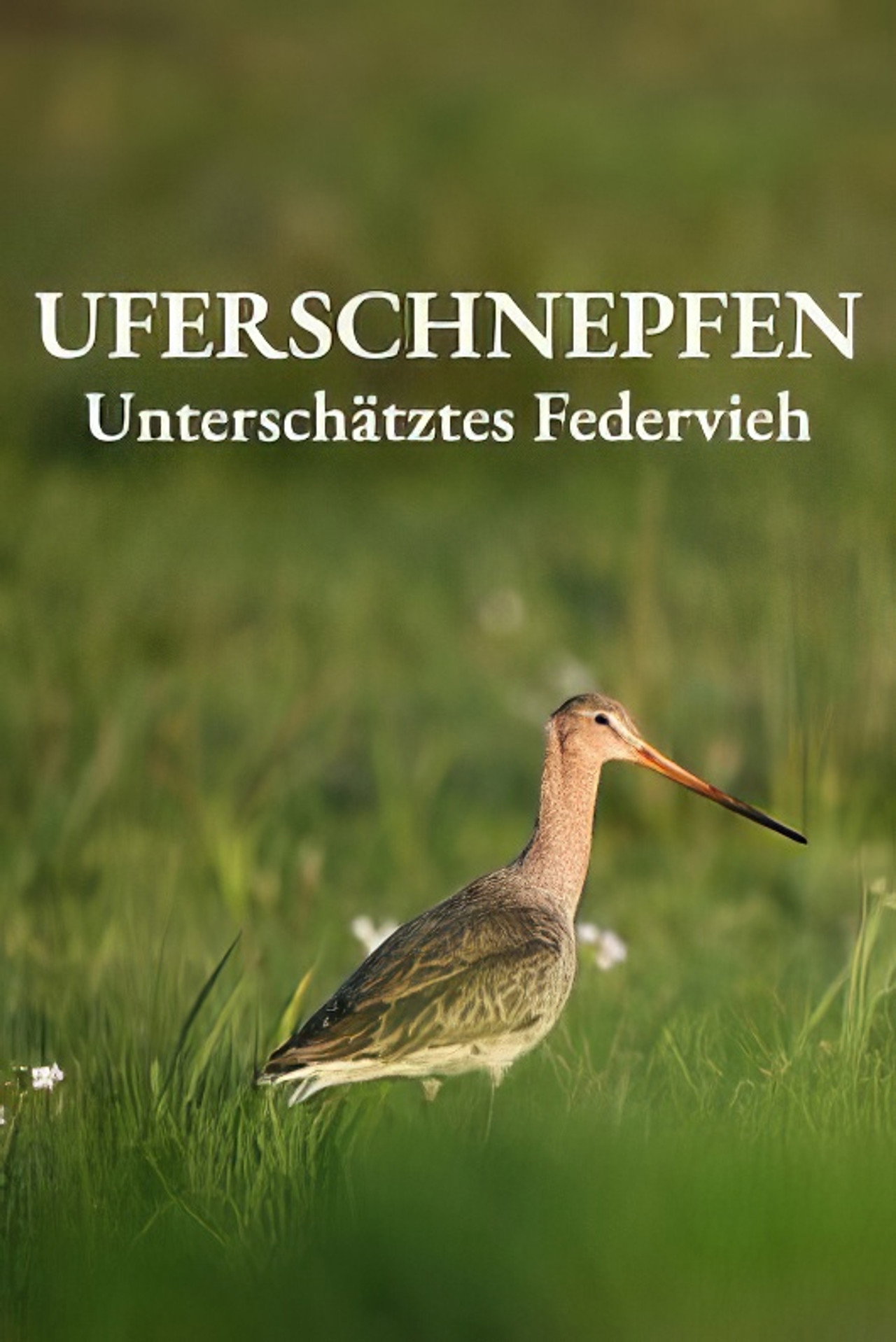 Uferschnepfen - Unterschätztes Federvieh