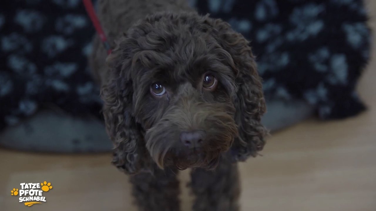 Tatze, Pfote, Schnabel - Season 2 Episode 25 : Episode 25