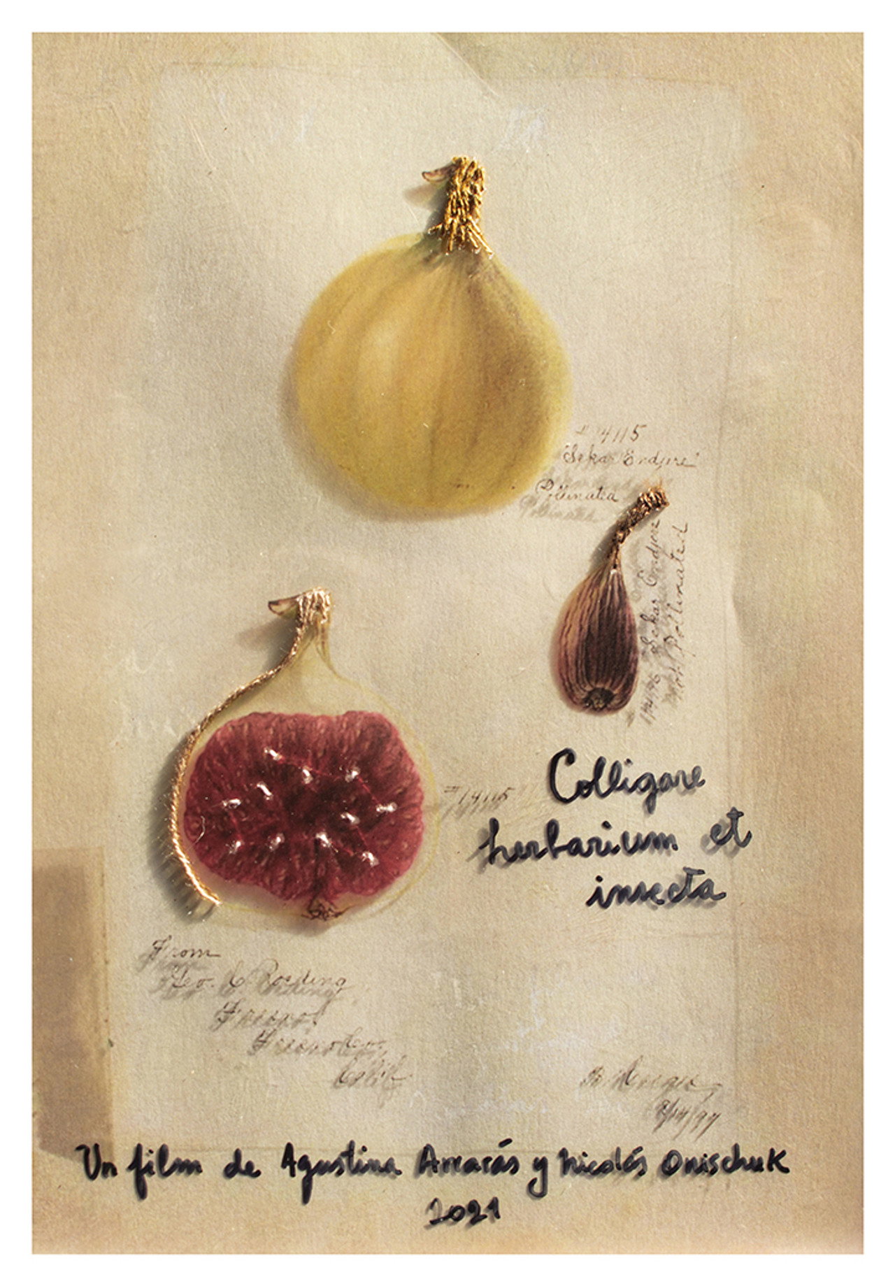 Colligare herbarium et insecta (2021)