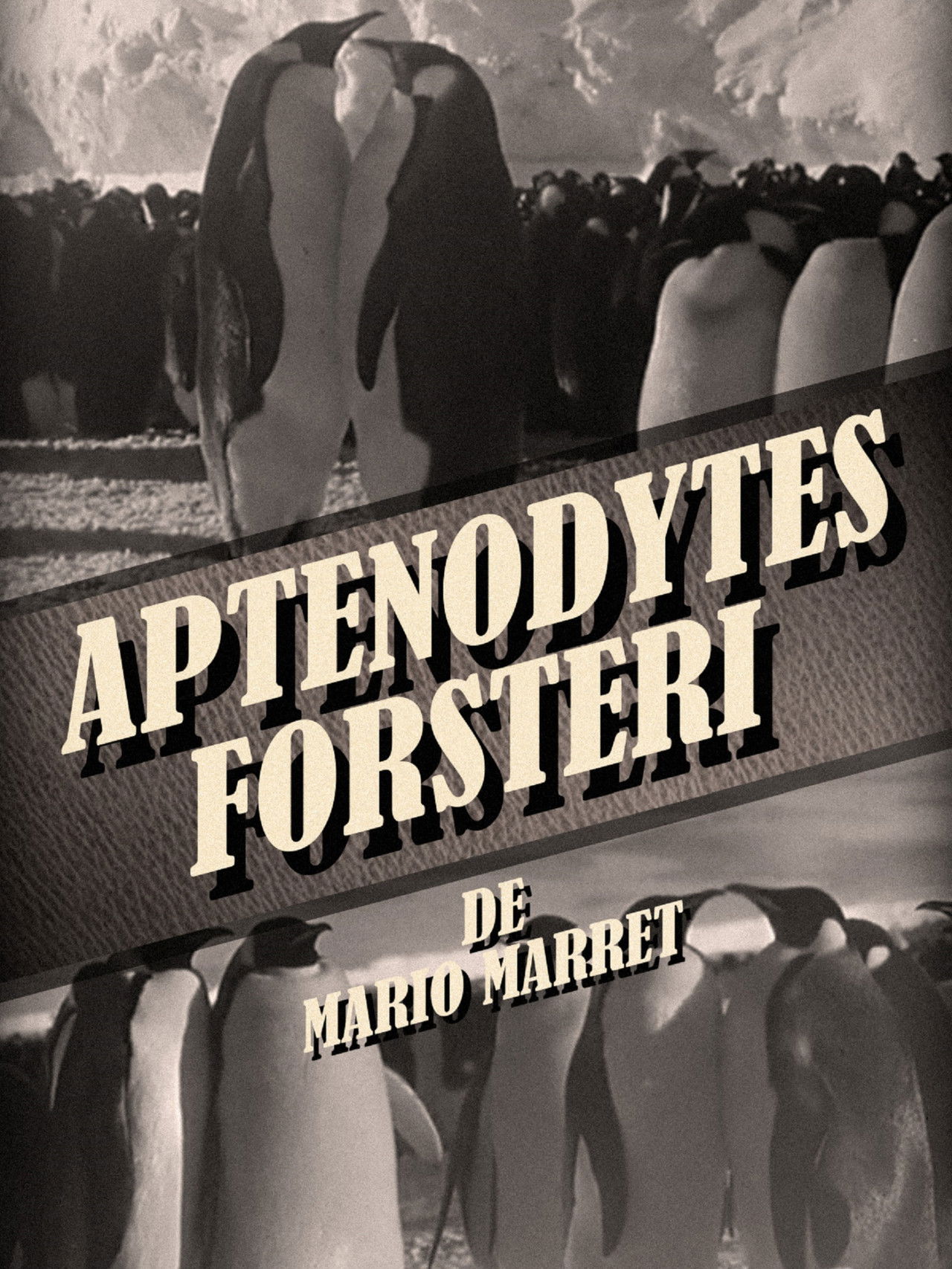 Aptenodytes Forsteri poster