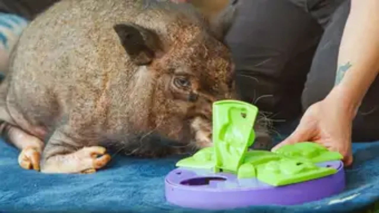 The Wizard of Paws - Season 5 Episode 5 : This Little Piggy Wants Wheels