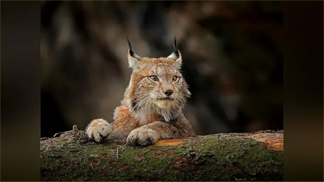 Just Animals — Épisode 9