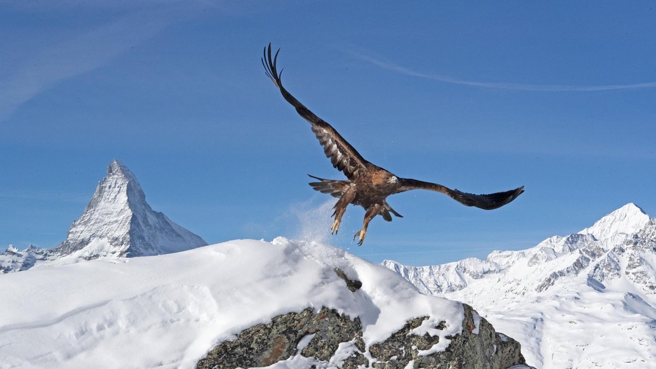 Nature - Season 39 Episode 8 : The Alps: Winter's Fortress