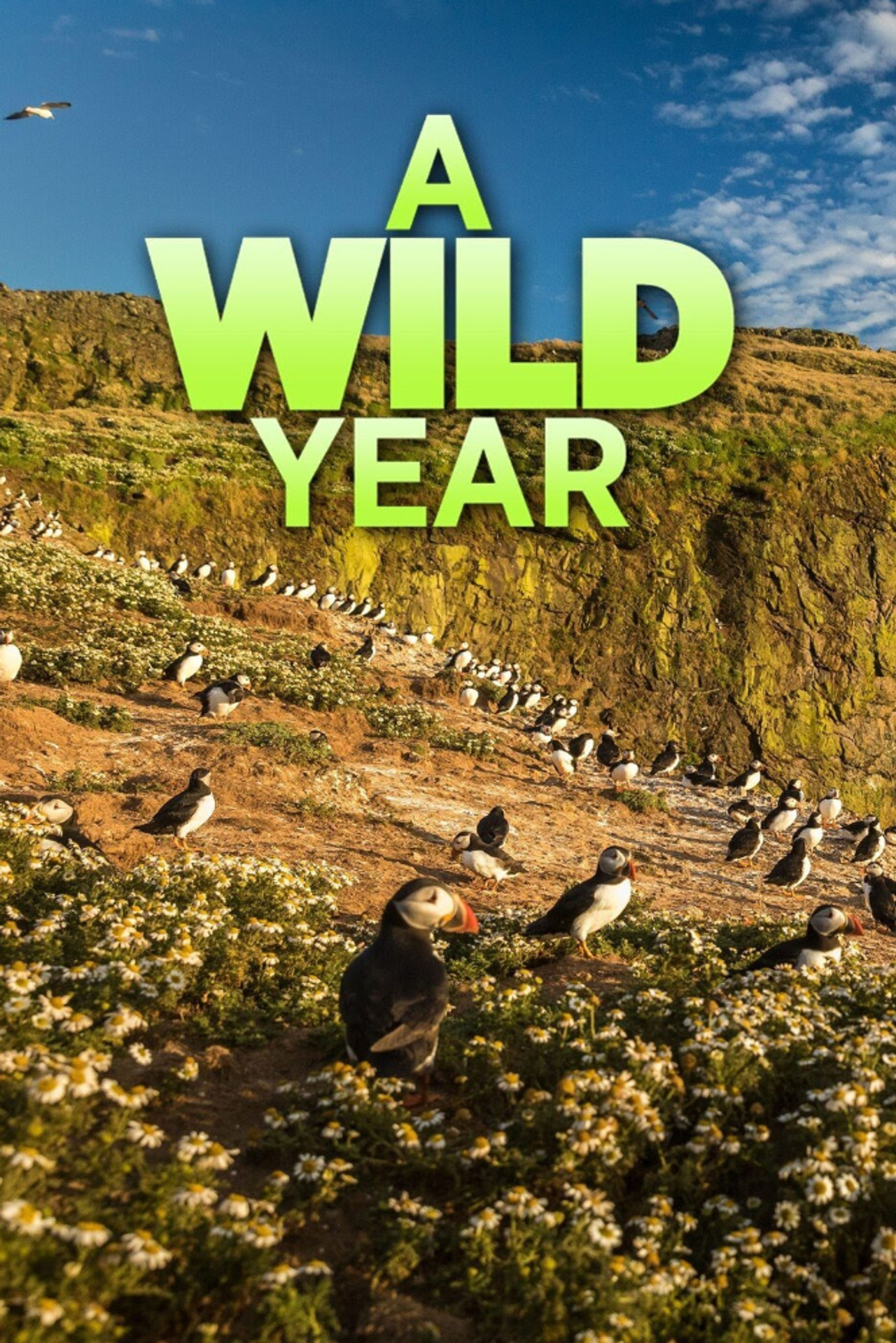 A Wild Year