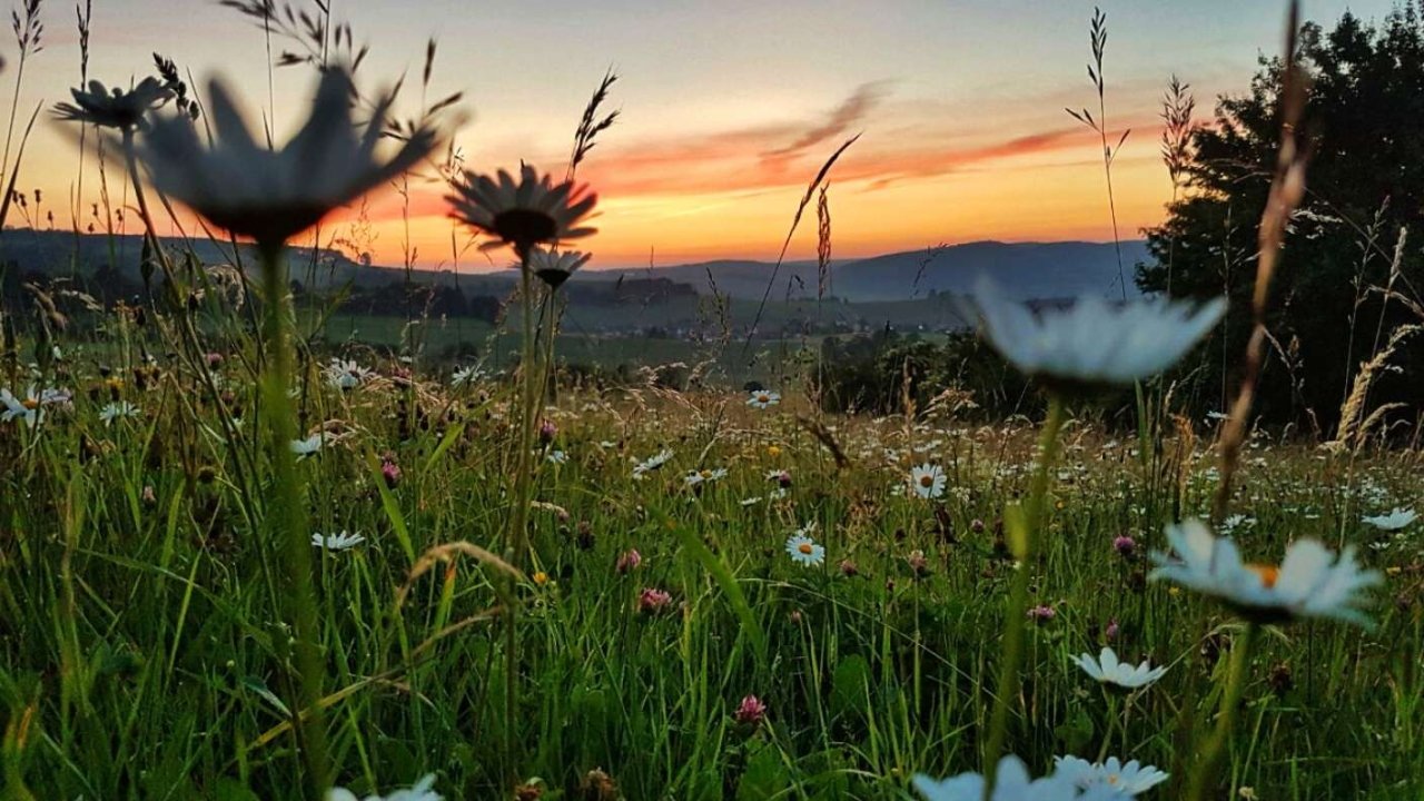 Die Wiese: Ein Paradies nebenan background