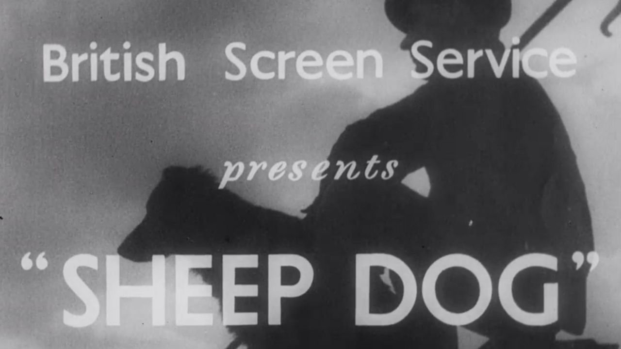 Backdrop for Sheep Dog