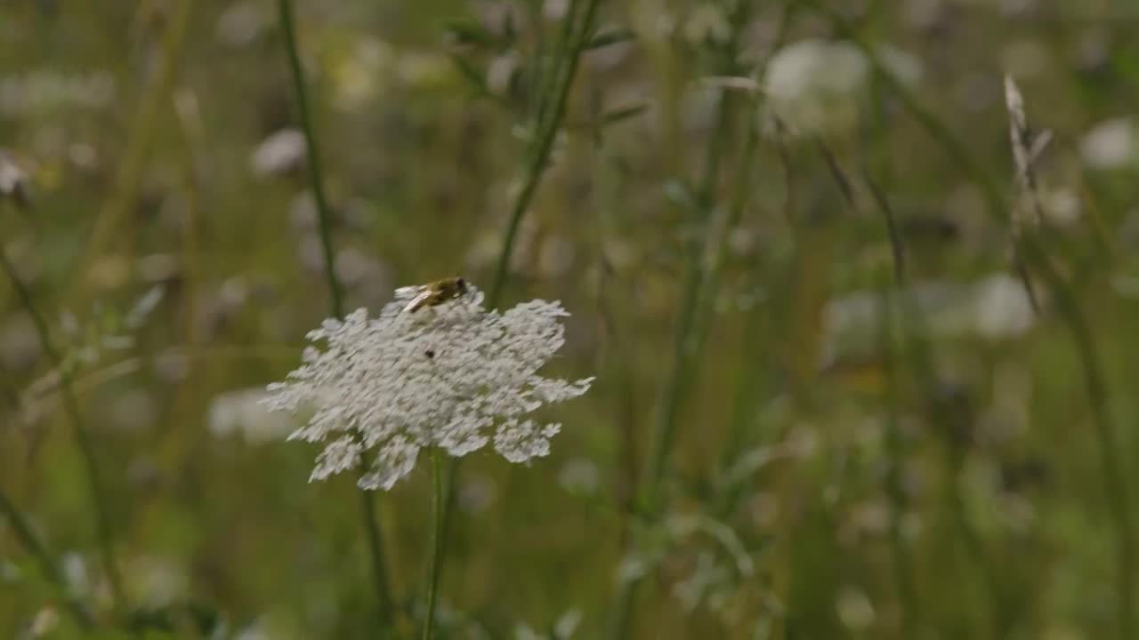 Natur im Garten - Season 25 Episode 13 : Episode 13