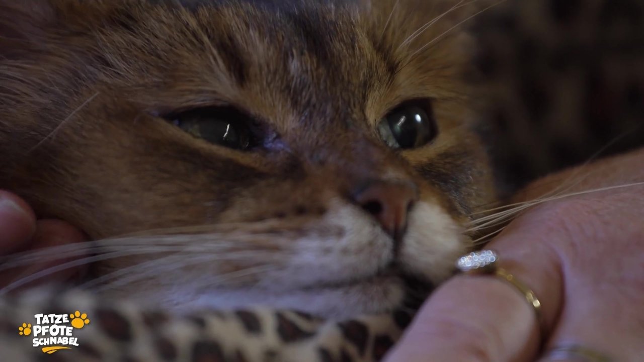 Tatze, Pfote, Schnabel - Season 2 Episode 27 : Episode 27