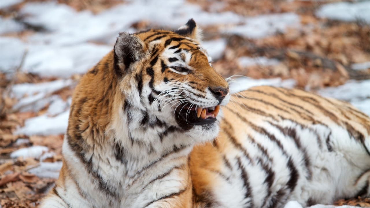 Nature - Season 31 Episode 1 : Siberian Tiger Quest