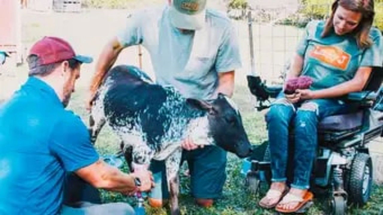 The Wizard of Paws - Season 6 Episode 6 : Loretta the Miniature Zebu