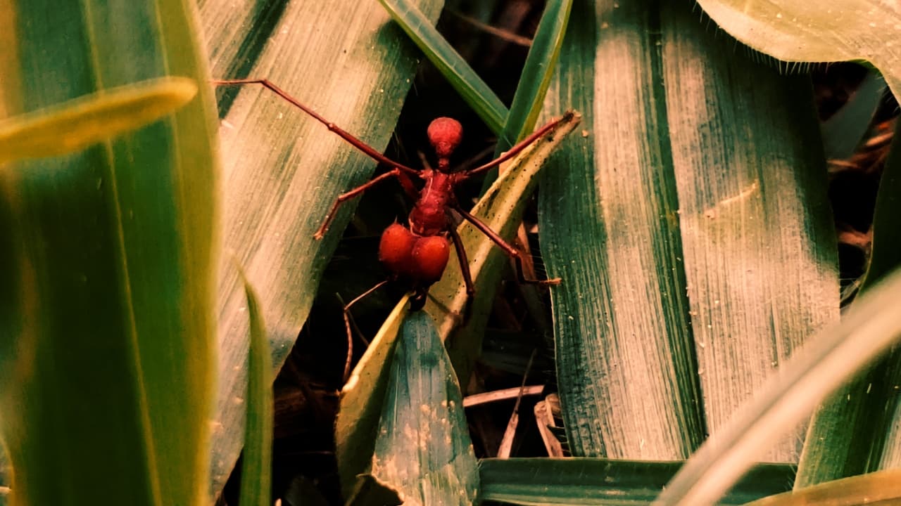 Republic of Evil Ants Backdrop Image