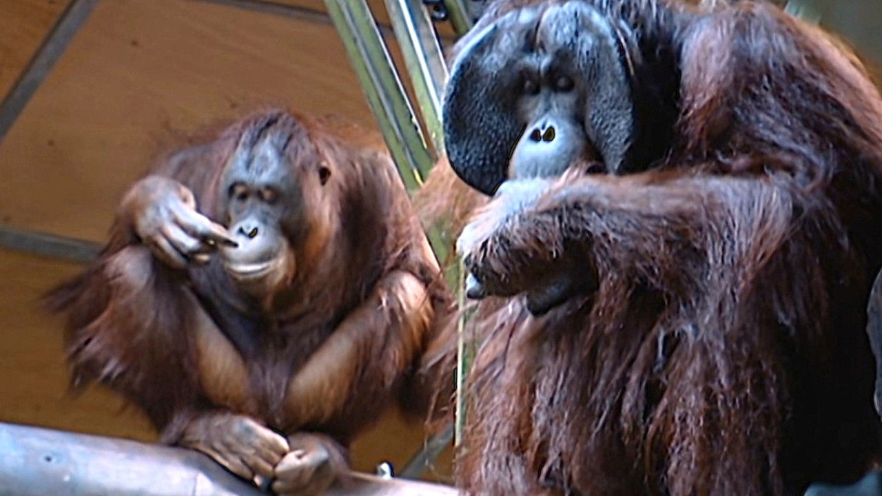 Monkey Business — Épisode 2