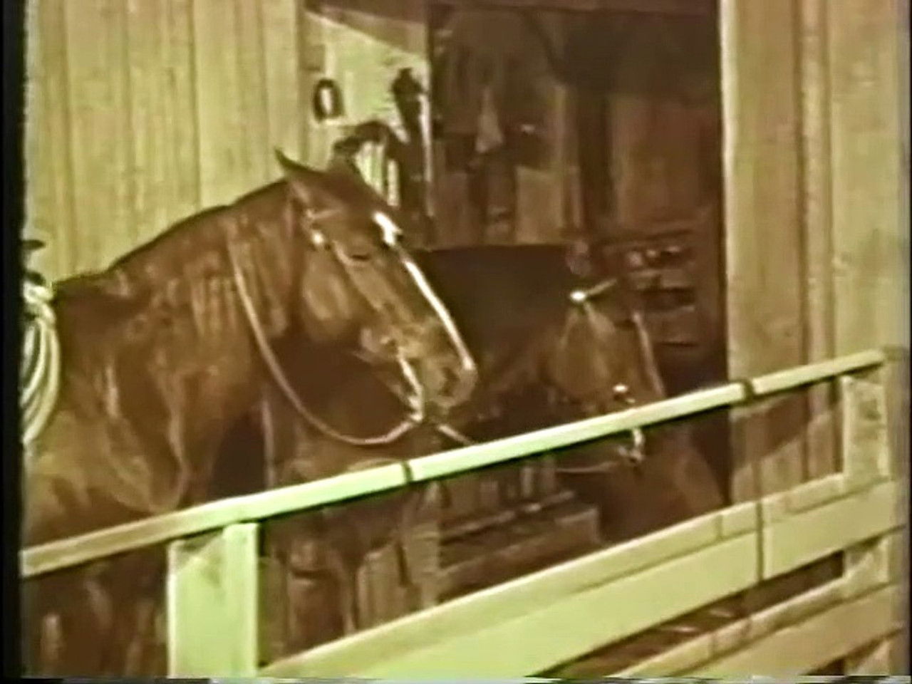 Mon amie Flicka — L'Invité