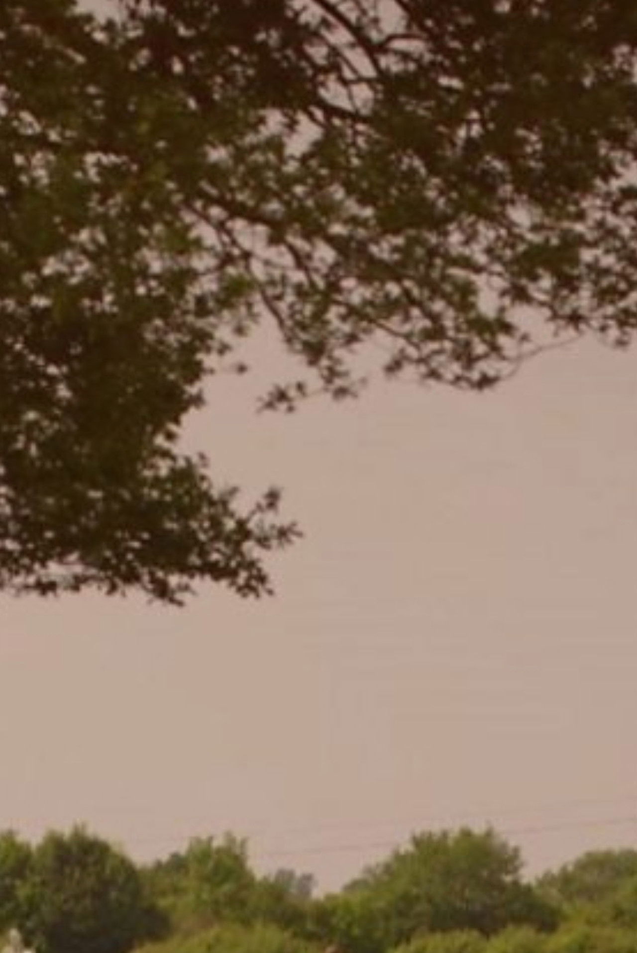 What's Killing Our Bees? Backdrop