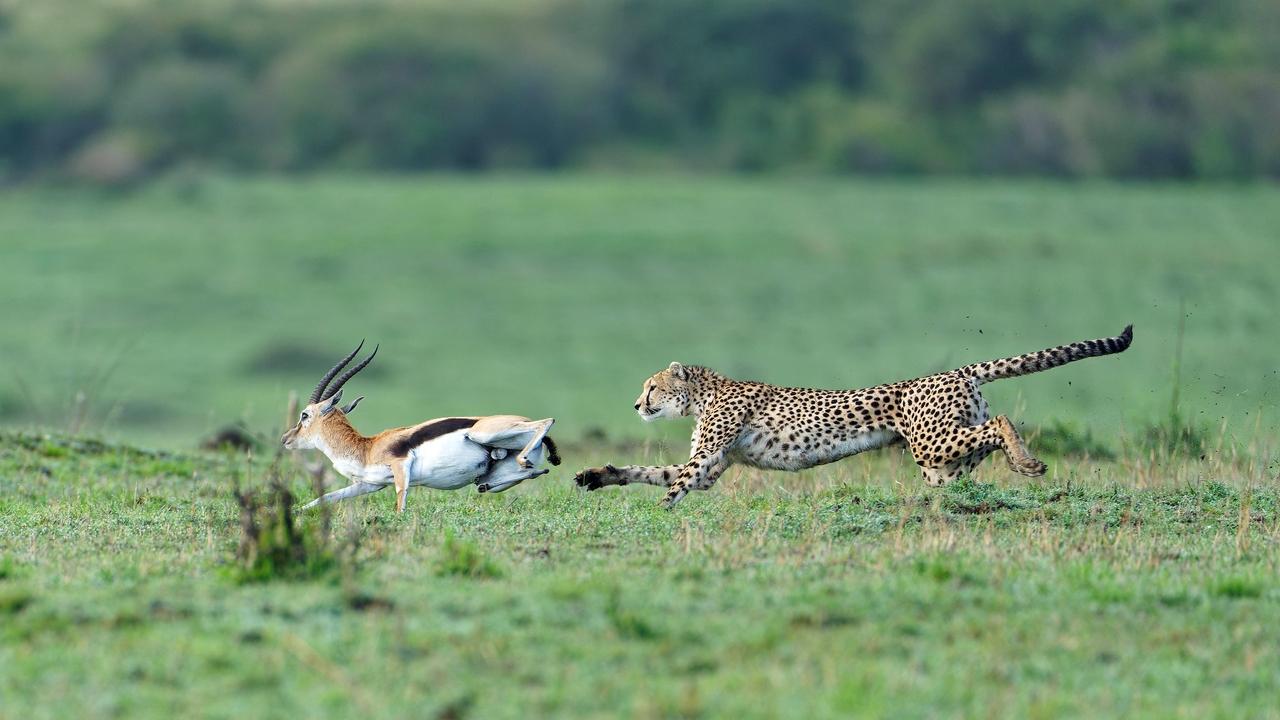 Predator v Prey