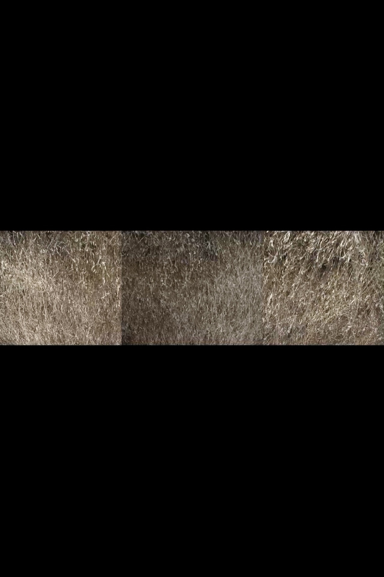 Nebraska Grasses Veils