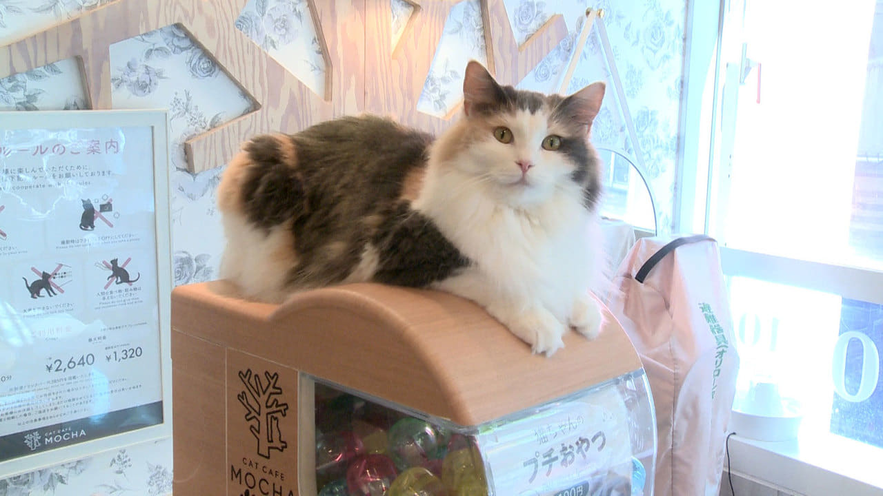 Japanology Plus - Season 8 Episode 17 : Cats and Japan
