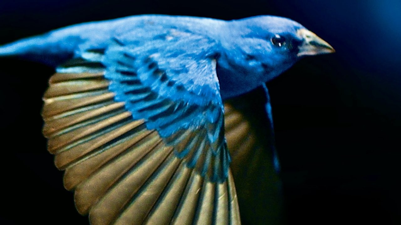 The Messenger The Messenger