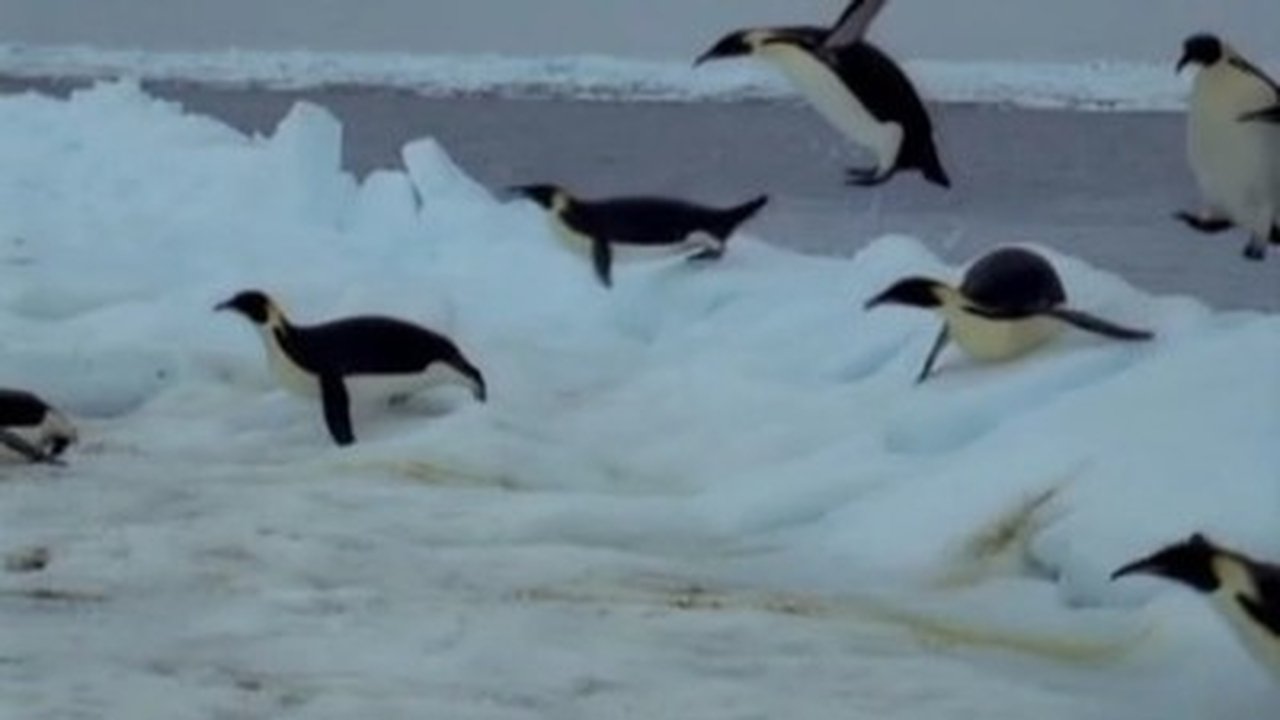 Natural World - Season 24 Episode 11 : Penguins of the Antarctic