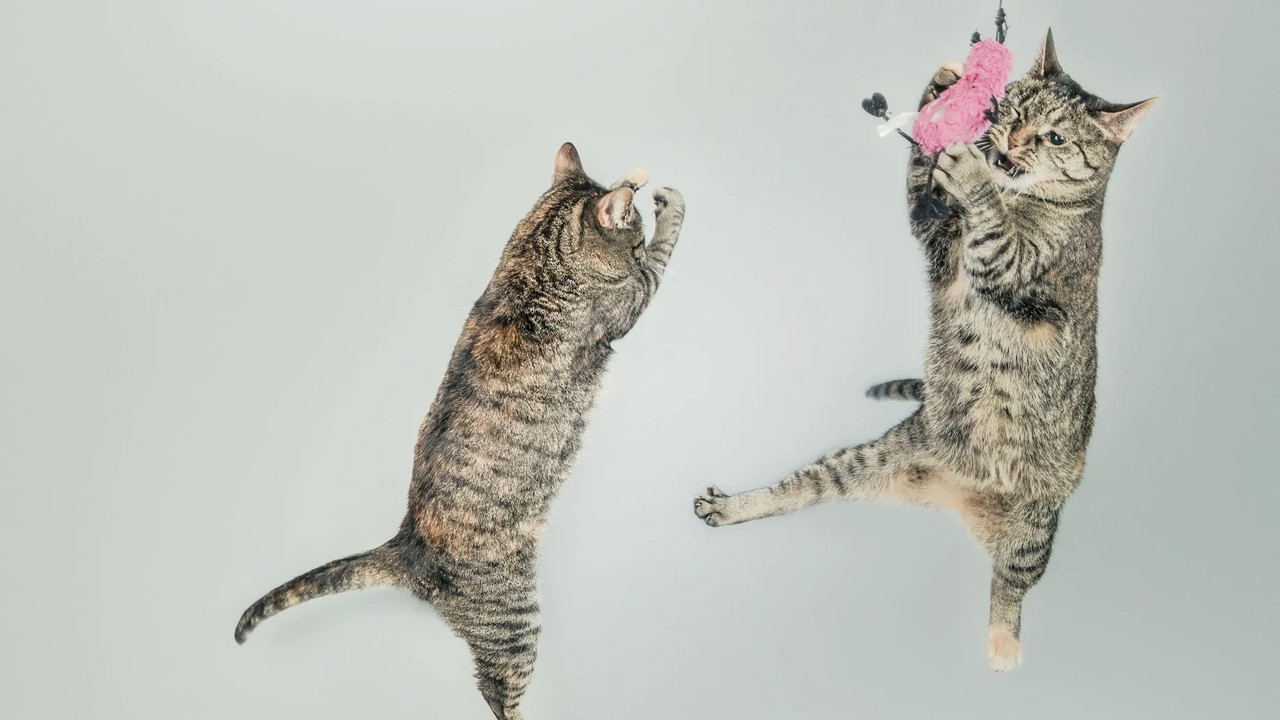 CatVideoFest 2026