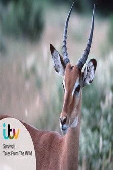 Survival: Tales from the Wild poster