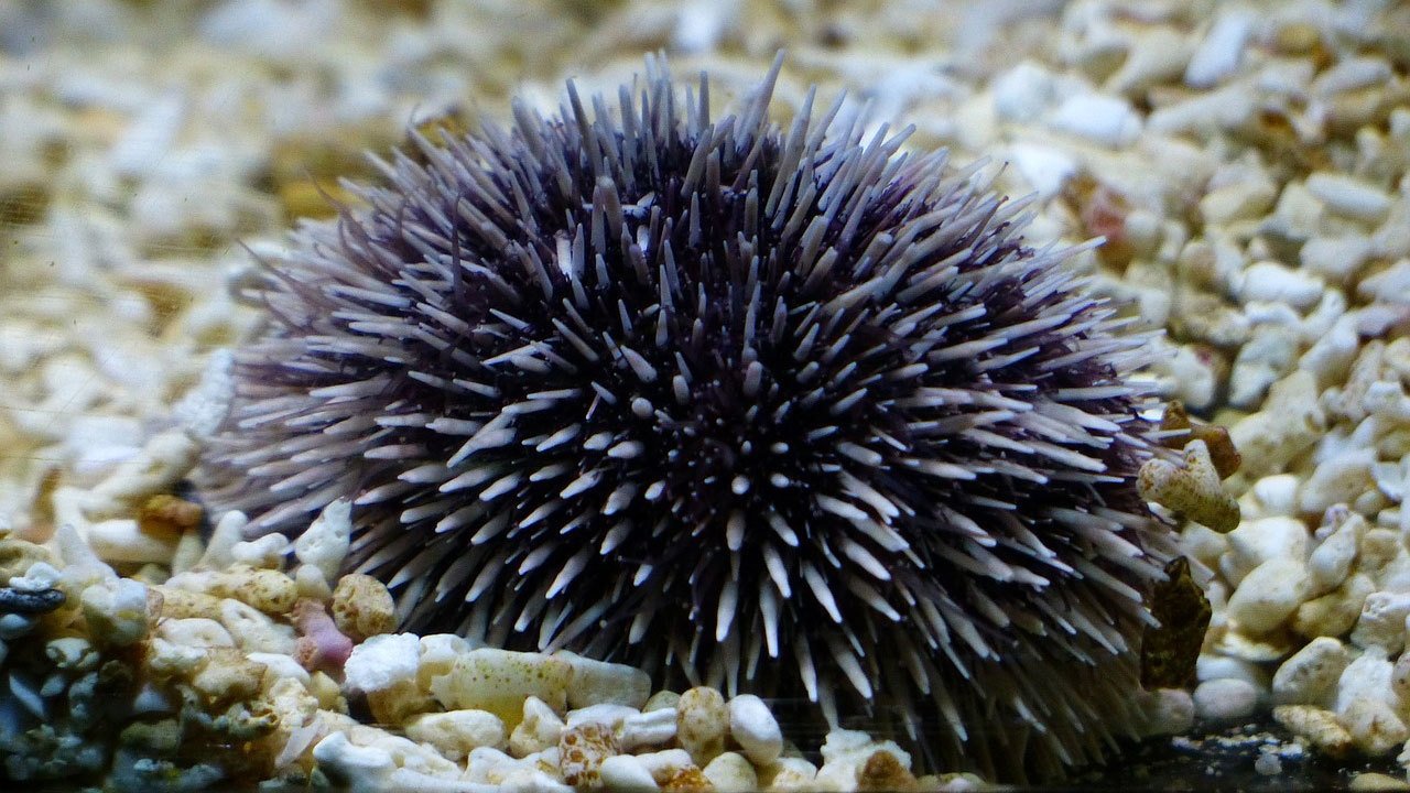 Nature - Season 16 Episode 8 : Life at the Edge of the Sea