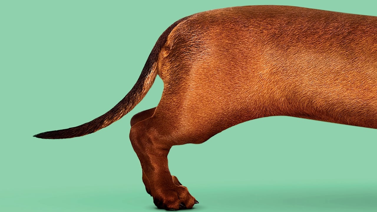 Scen från Wiener-Dog