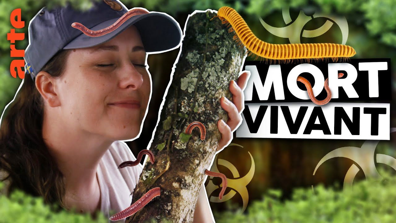 Le Vortex — Le monde VIVANT du bois MORT