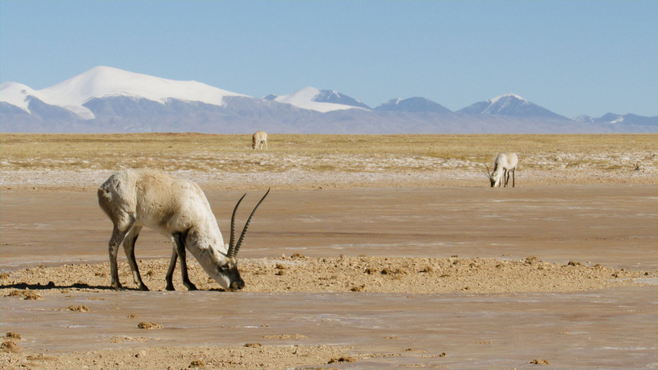 Tibetan Antelope: Mysterious Migration
