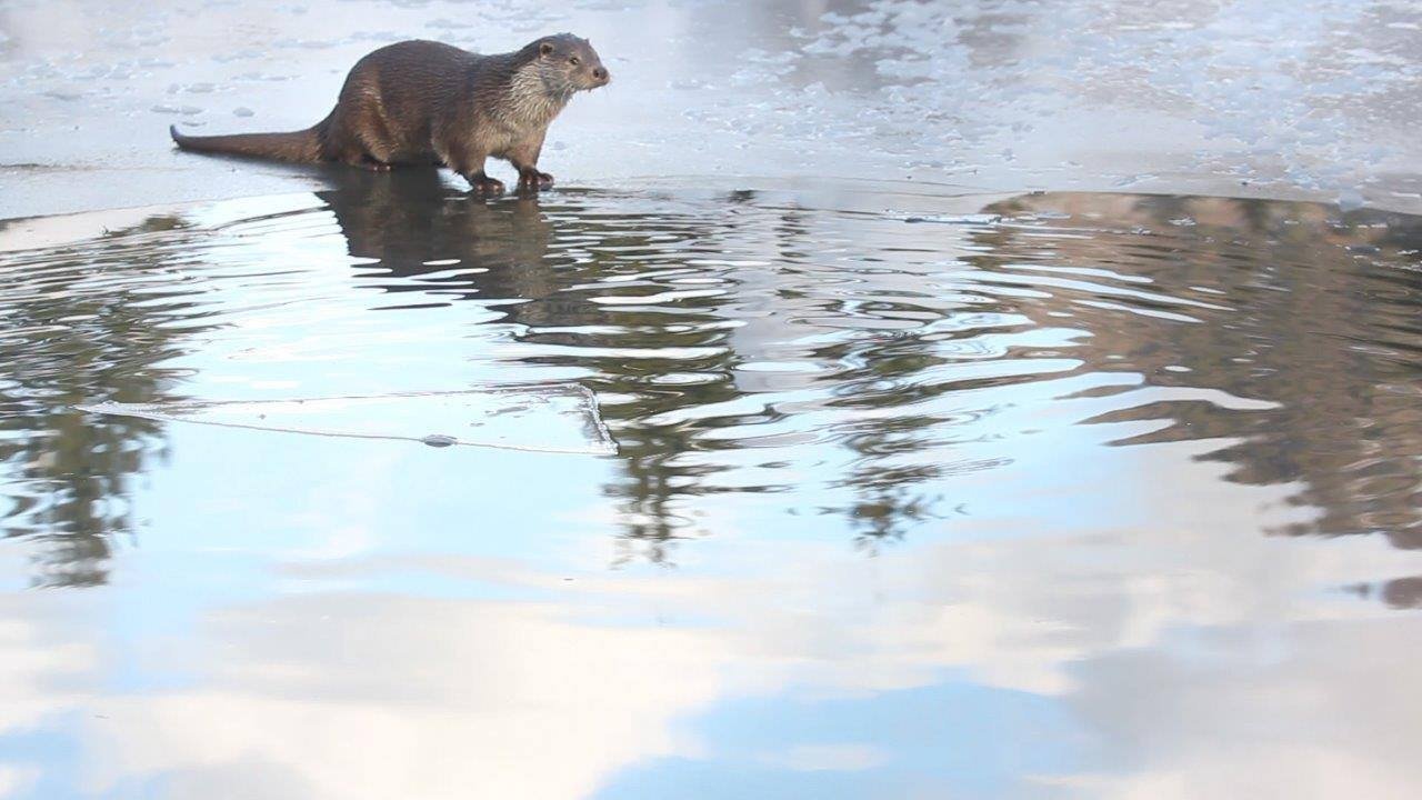 Roseggers Waldheimat - Ein Jahr im Zauberwald