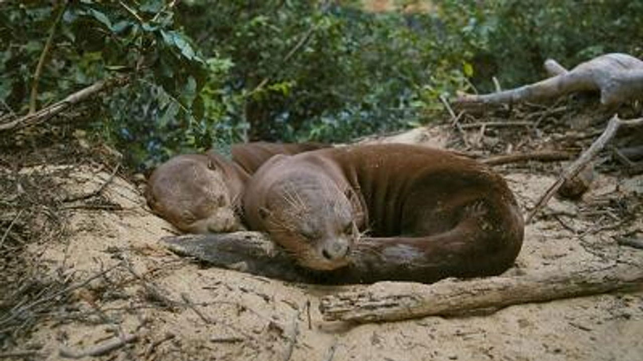 All About Animals — Épisode 16