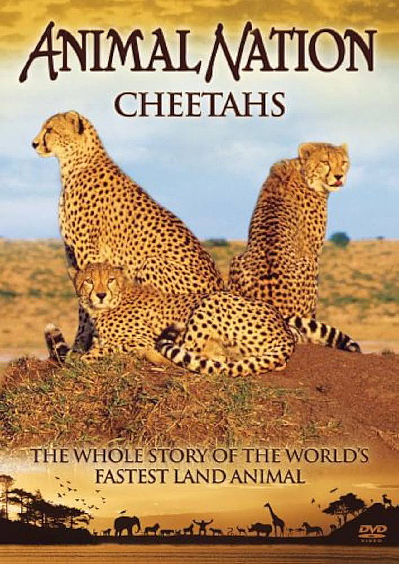 Animal Nation Cheetahs