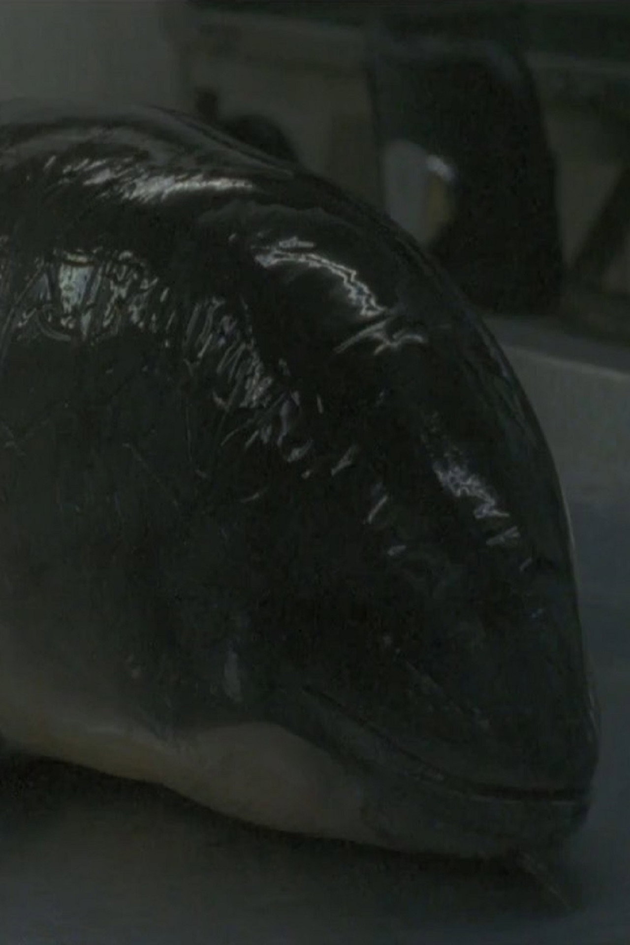 Necropsy of a Harbour Porpoise (Seeing From our Eyes into Theirs) filmaffisch