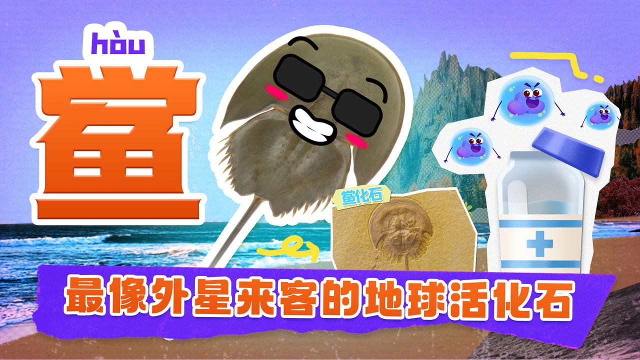 斑马百科探索 — Épisode 34