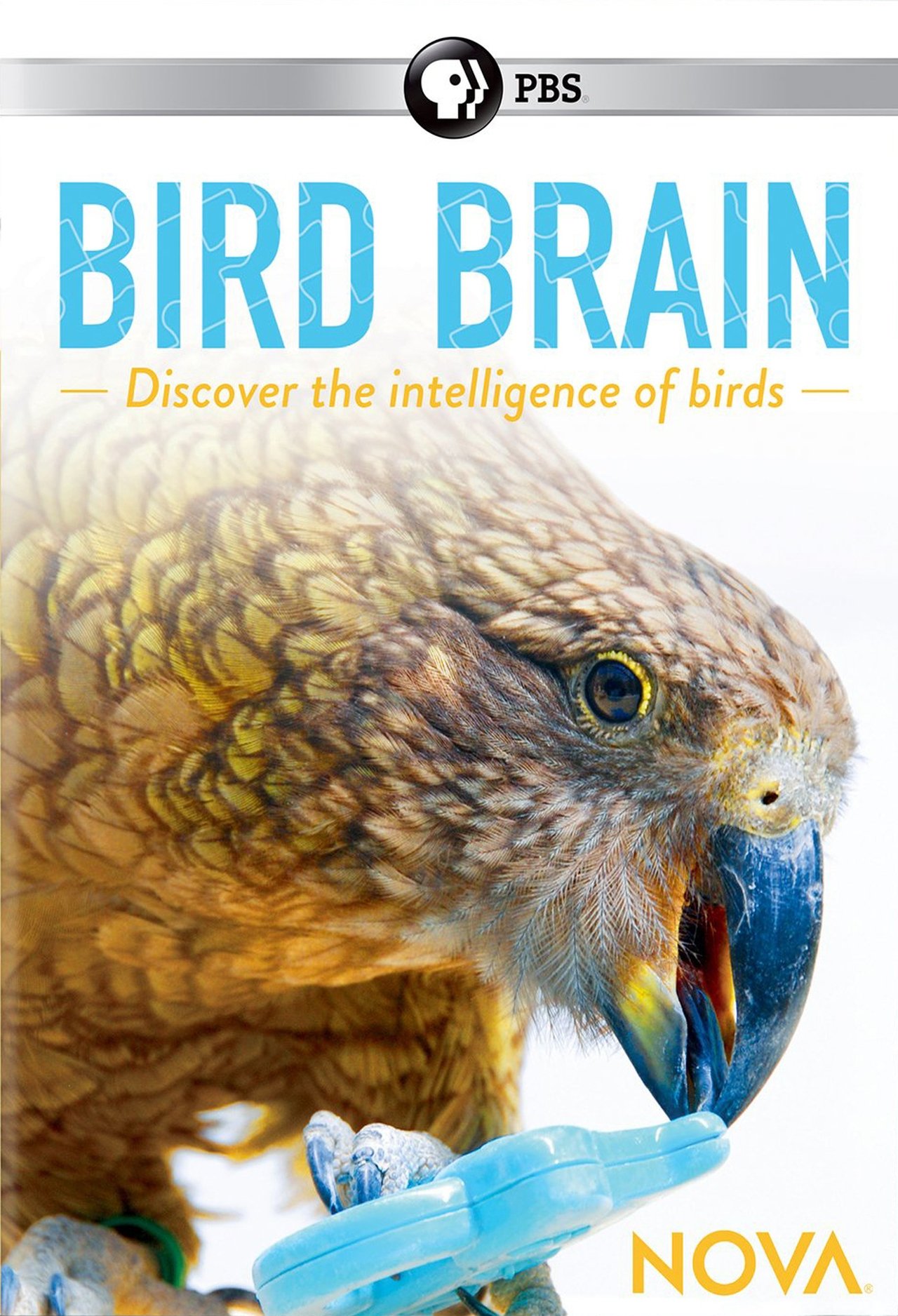 NOVA: Bird Brain NOVA: Bird Brain