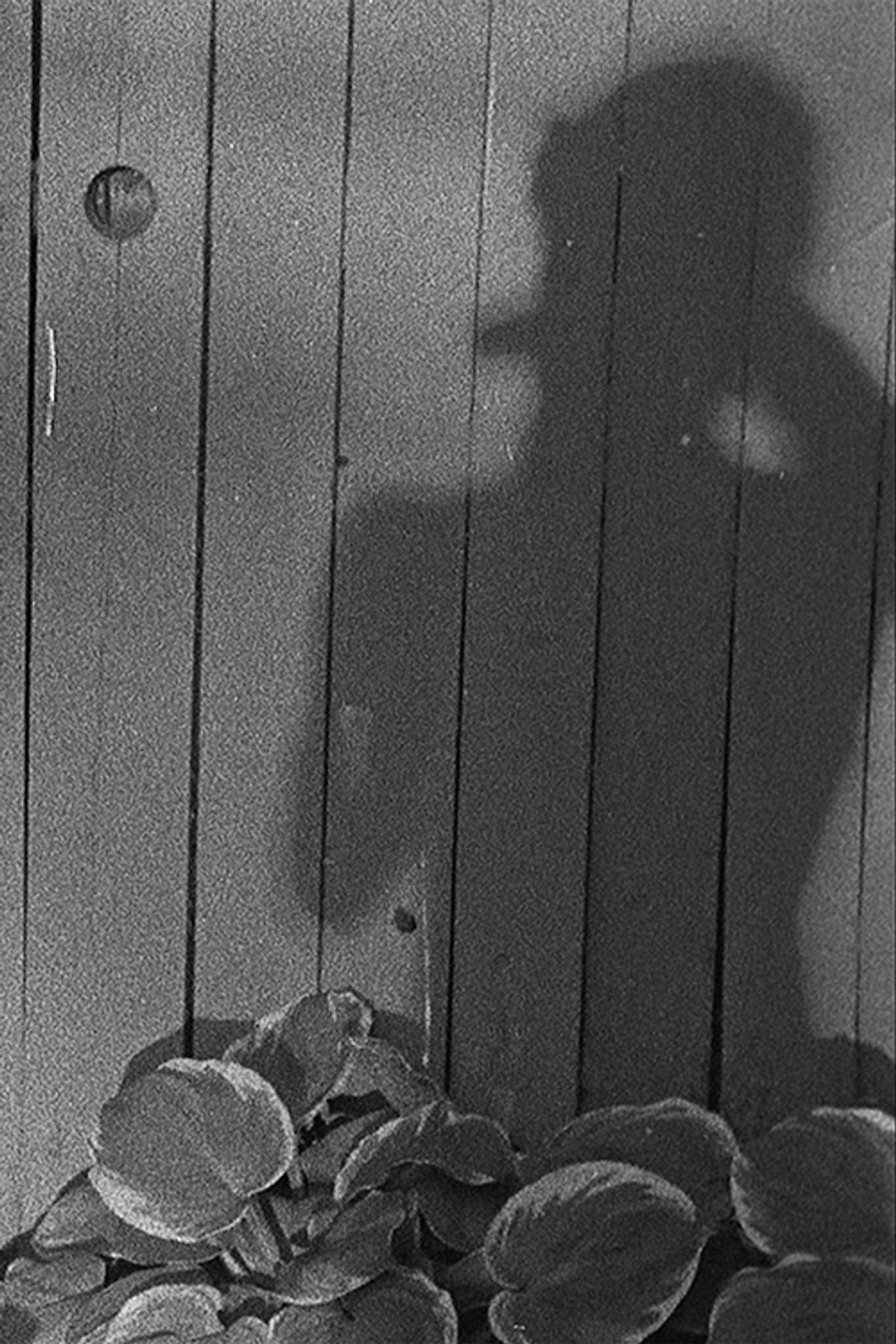 Feather Family filmaffisch