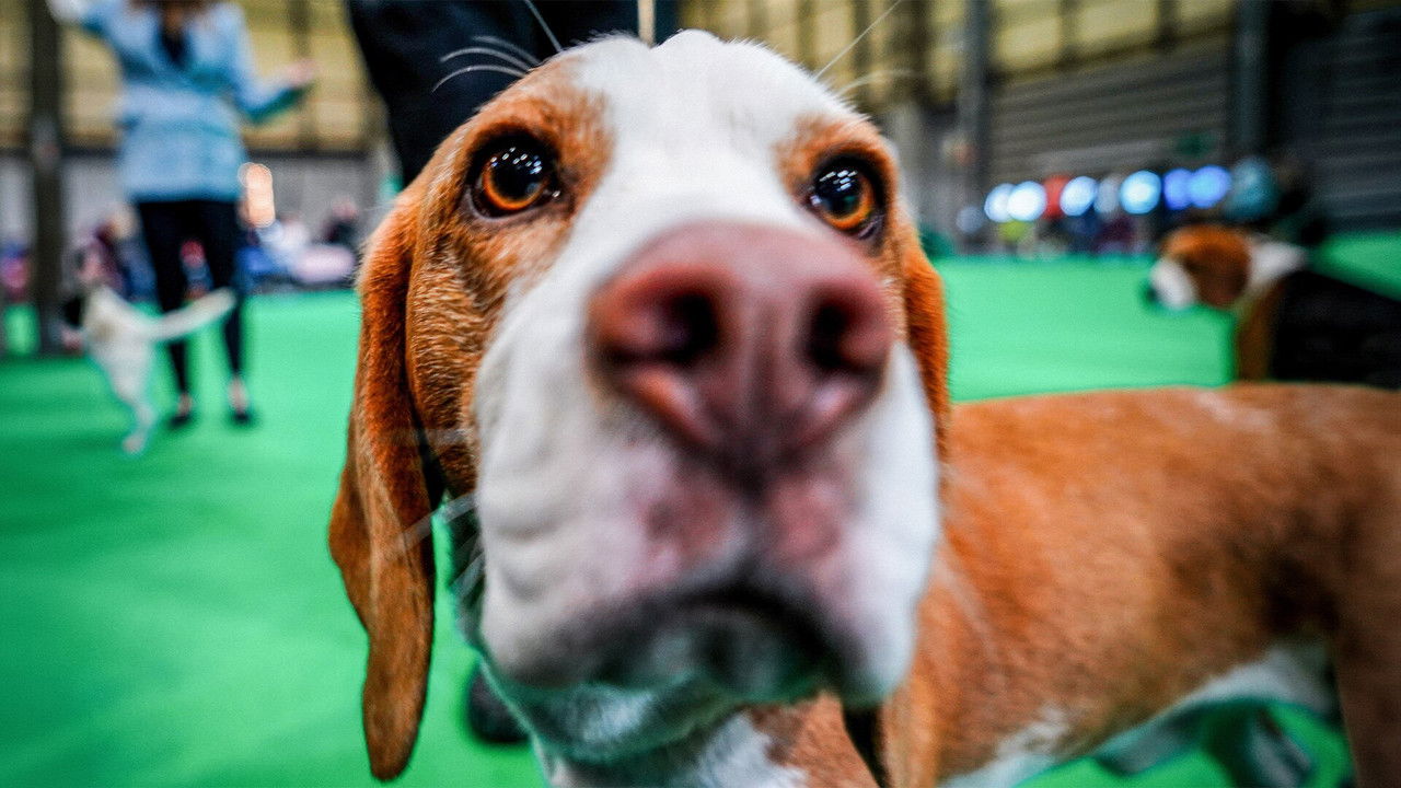 Crufts — Épisode 3