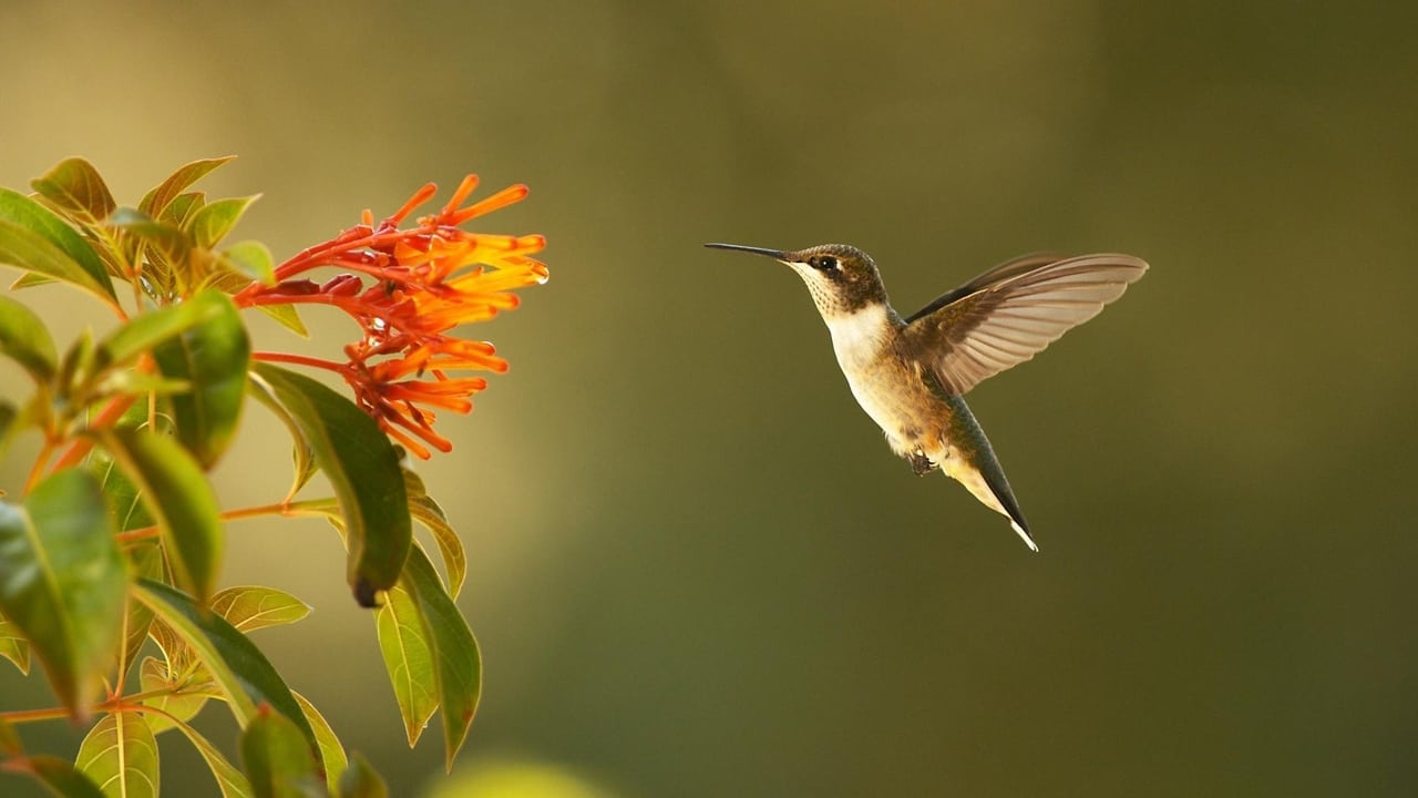 Nature - Season 35 Episode 1 : Super Hummingbirds