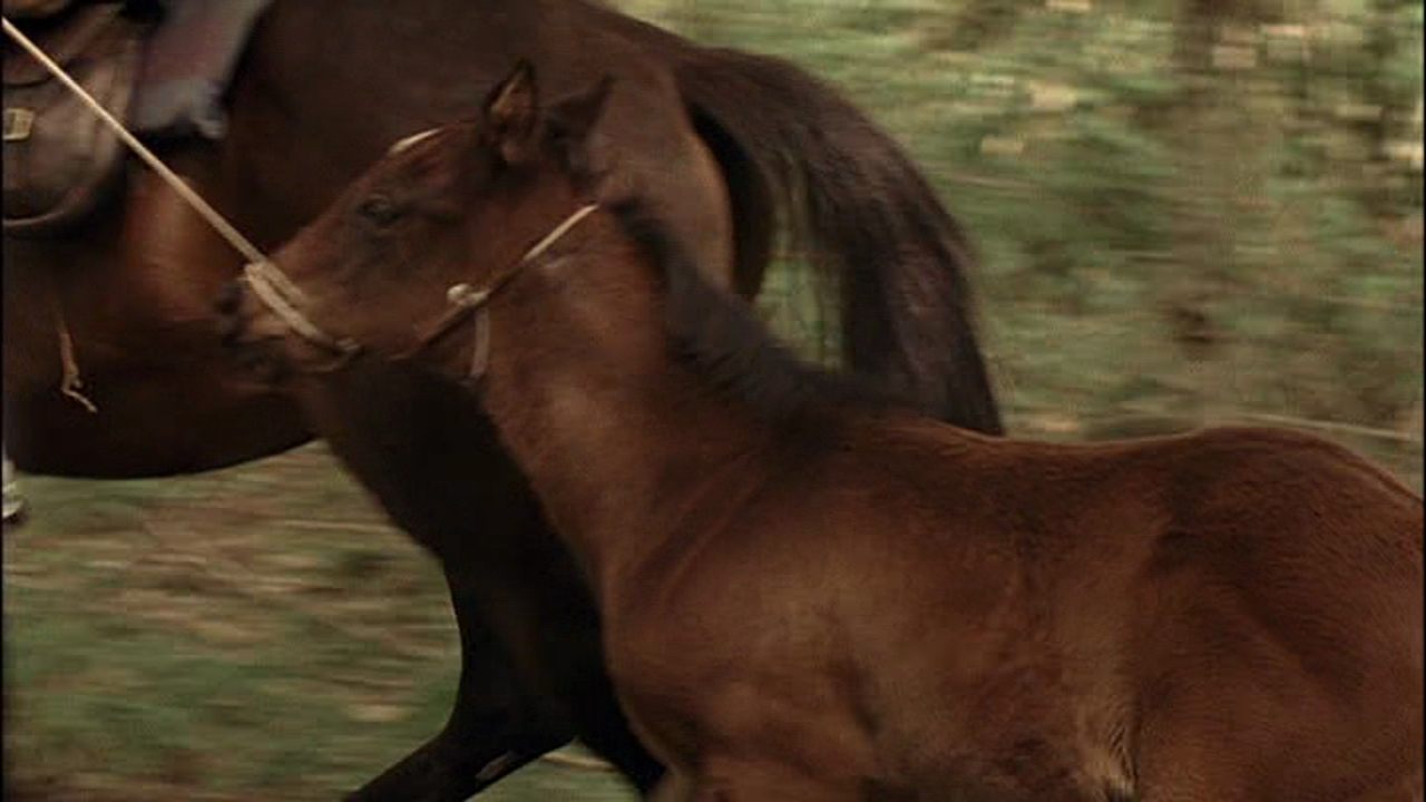 The Colt (2005)