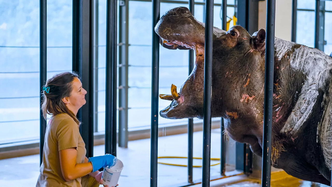 Het Echte Leven in de ZOO — Épisode 2