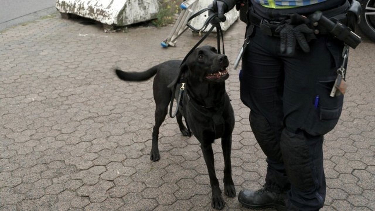 Border Control: Sweden - Season 4 Episode 7 : You can't fool a customs dog