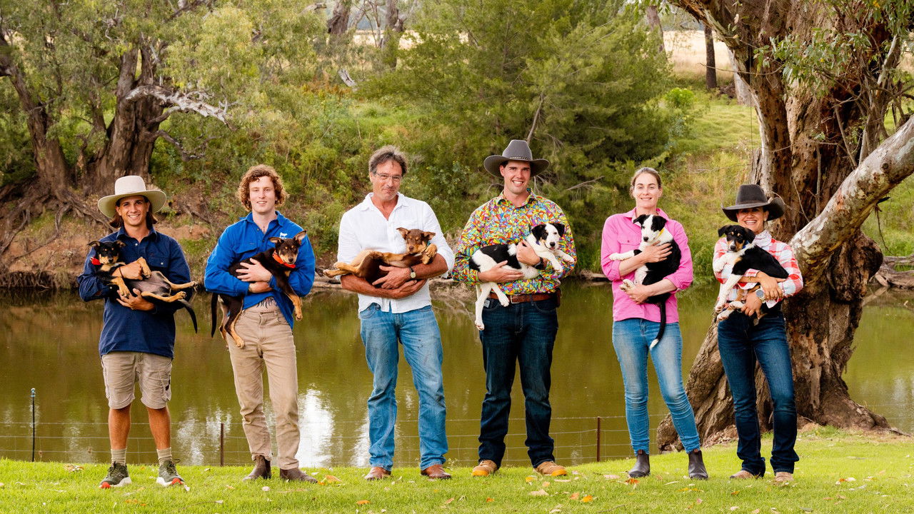 Muster Dogs — Épisode 1