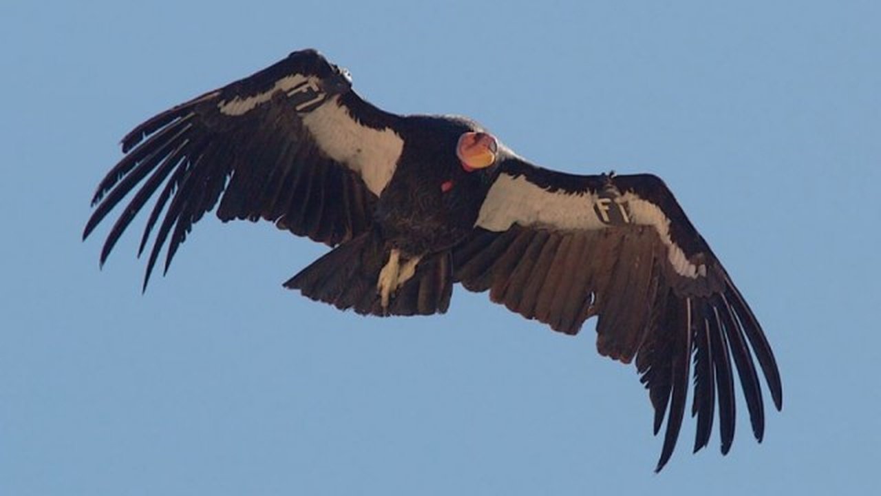 Diurnal Raptors