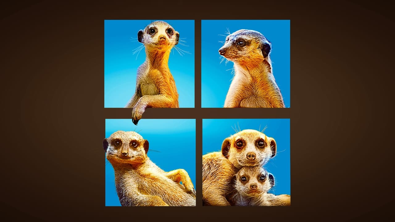 Cast and Crew of Meet The Meerkats