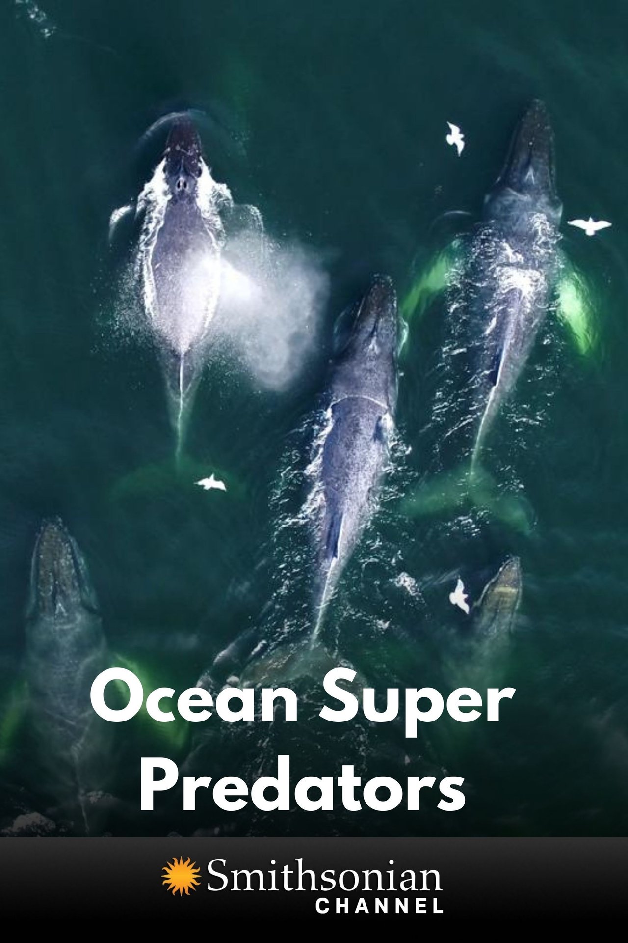 مشاهدة فيلم Ocean Super Predators مترجم بدون اعلانات - بوستر