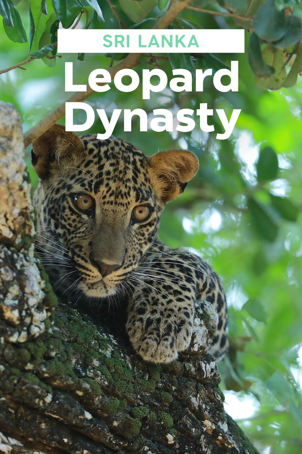 Sri Lanka: Leopard Dynasty filmaffisch
