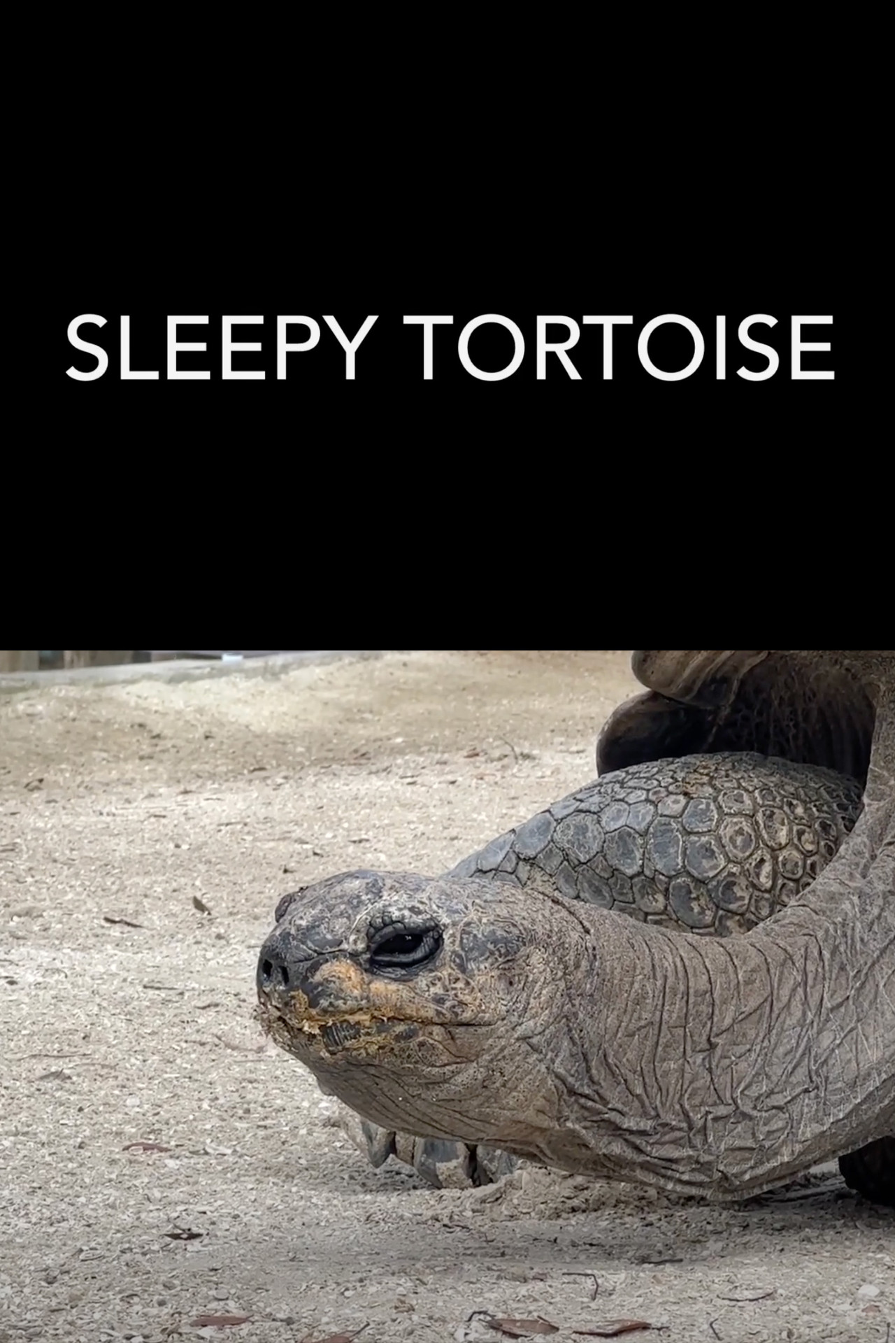Sleepy Tortoise filmaffisch