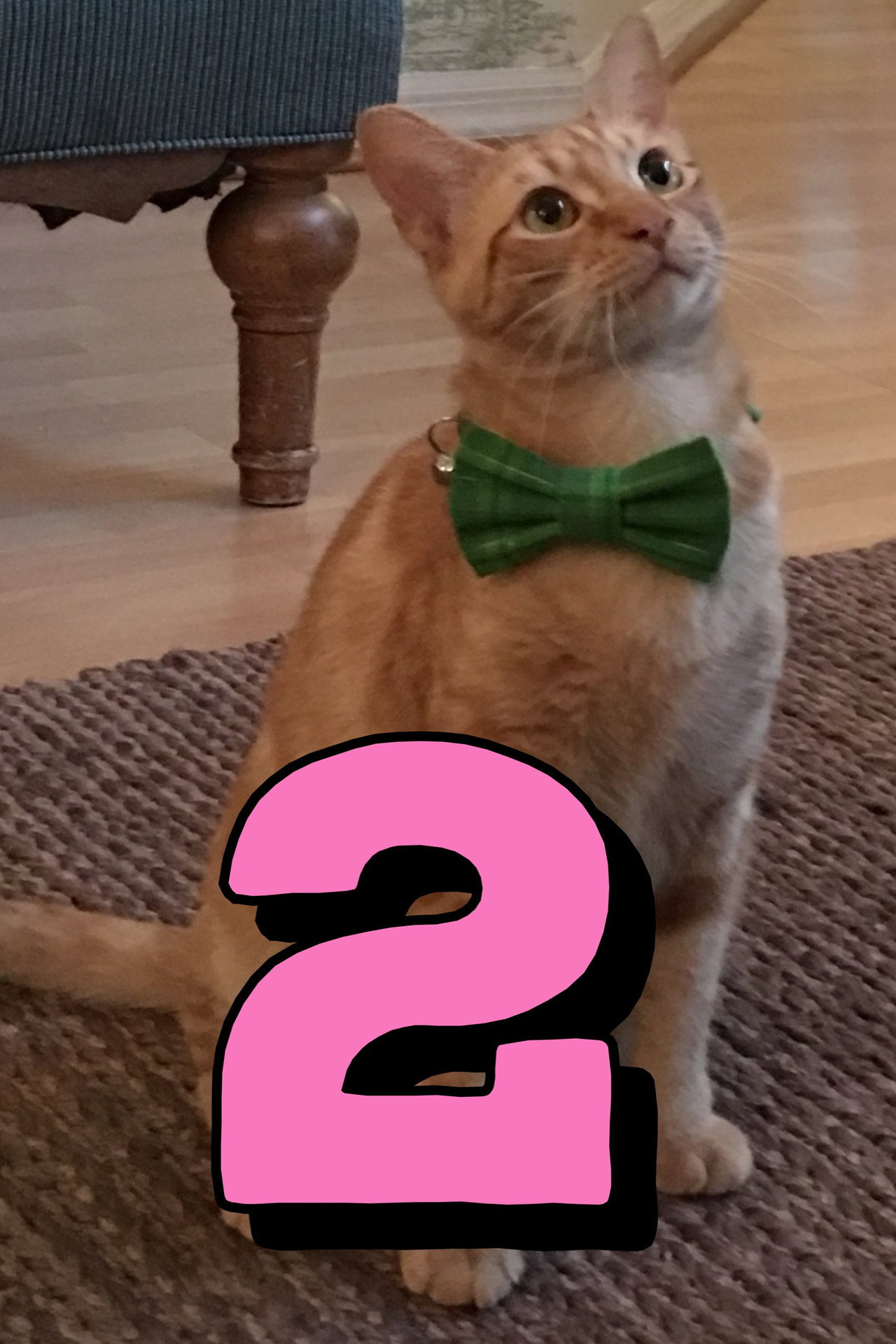 The Adventures of Murphy the Cat #2 poster