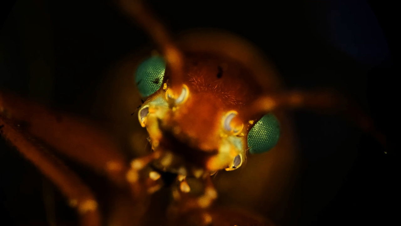 Journey to the Microcosmos — Épisode 15