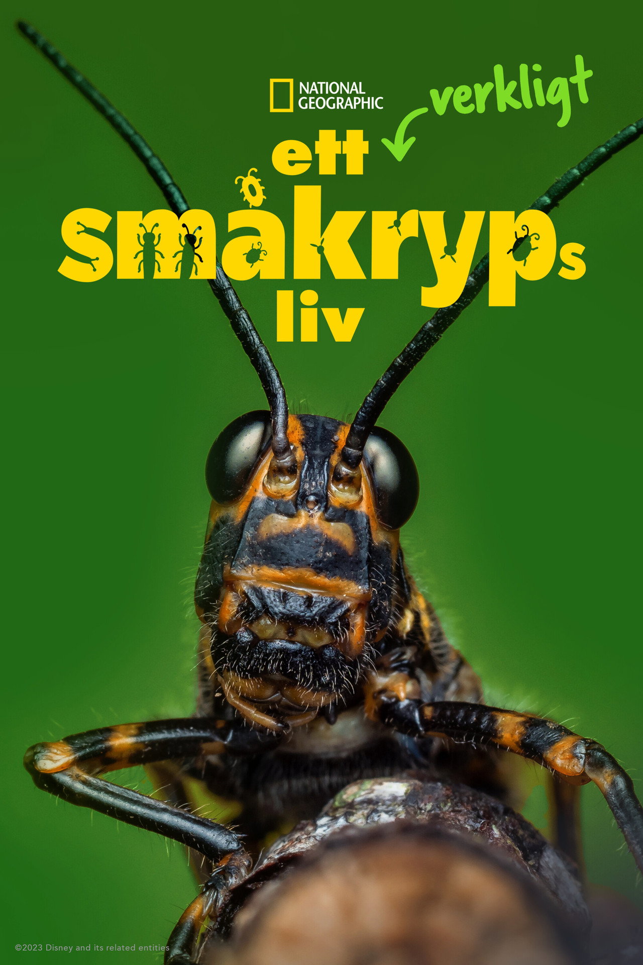 Ett verkligt småkryps liv affisch
